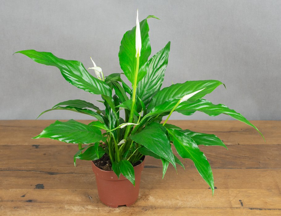 Спатифиллум Джемини