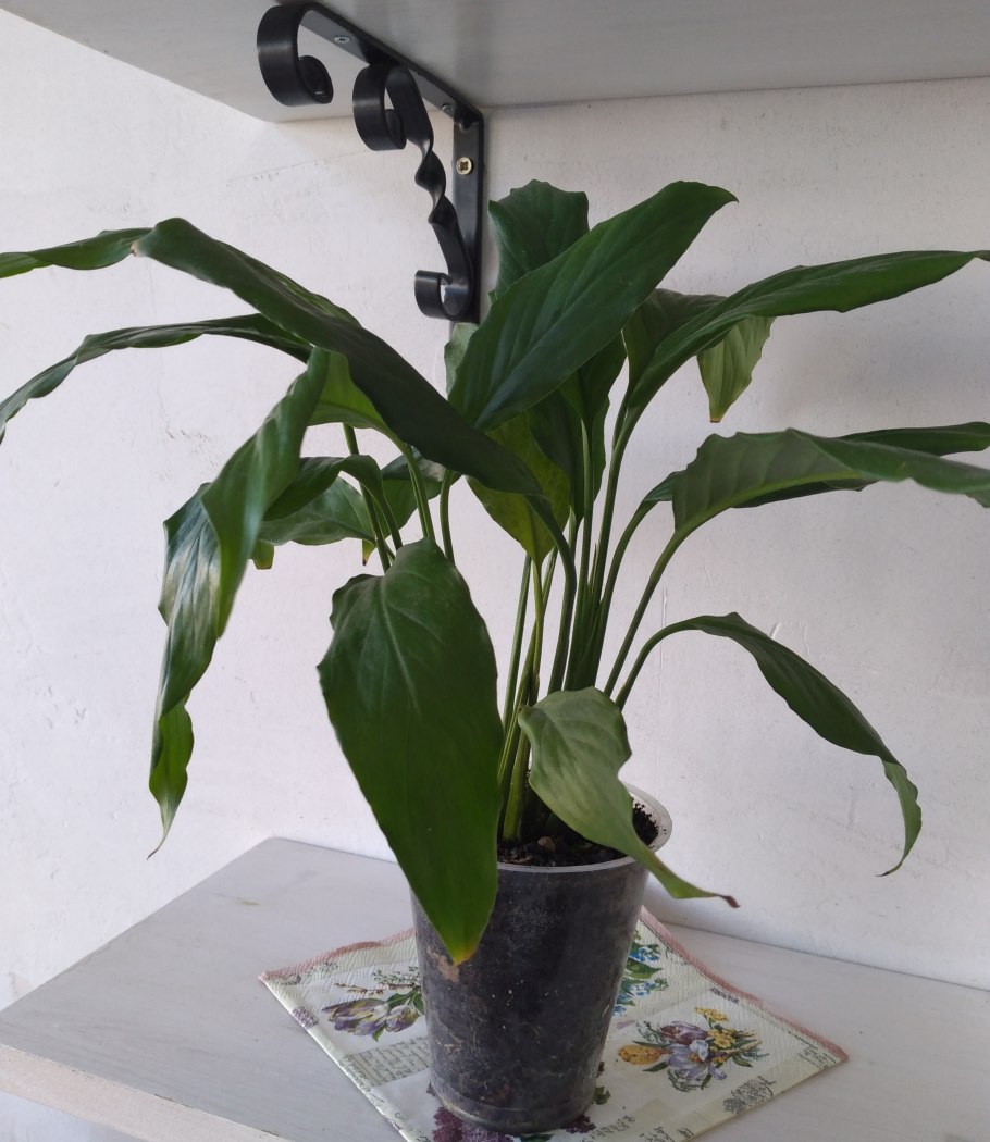 Спатифиллум Гаити