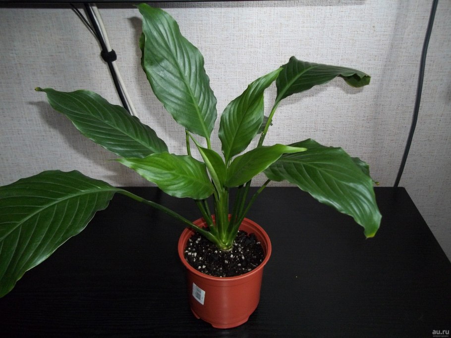 Спатифиллум черешковый