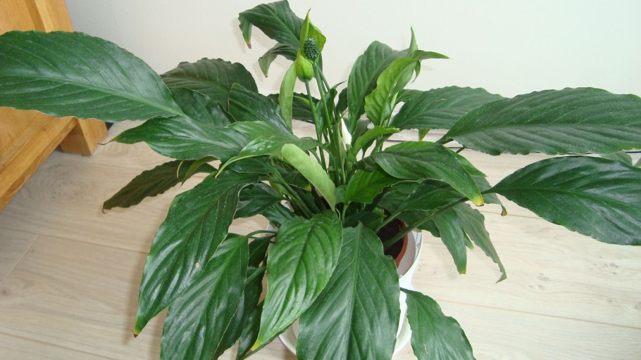 Спатифиллум геликониелистный