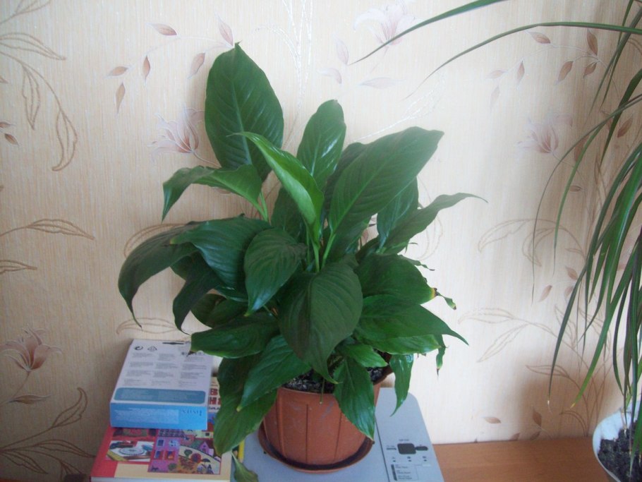 Спатифиллум Torelli