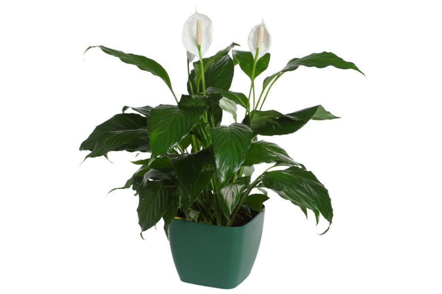 Цветок спатифиллум описание