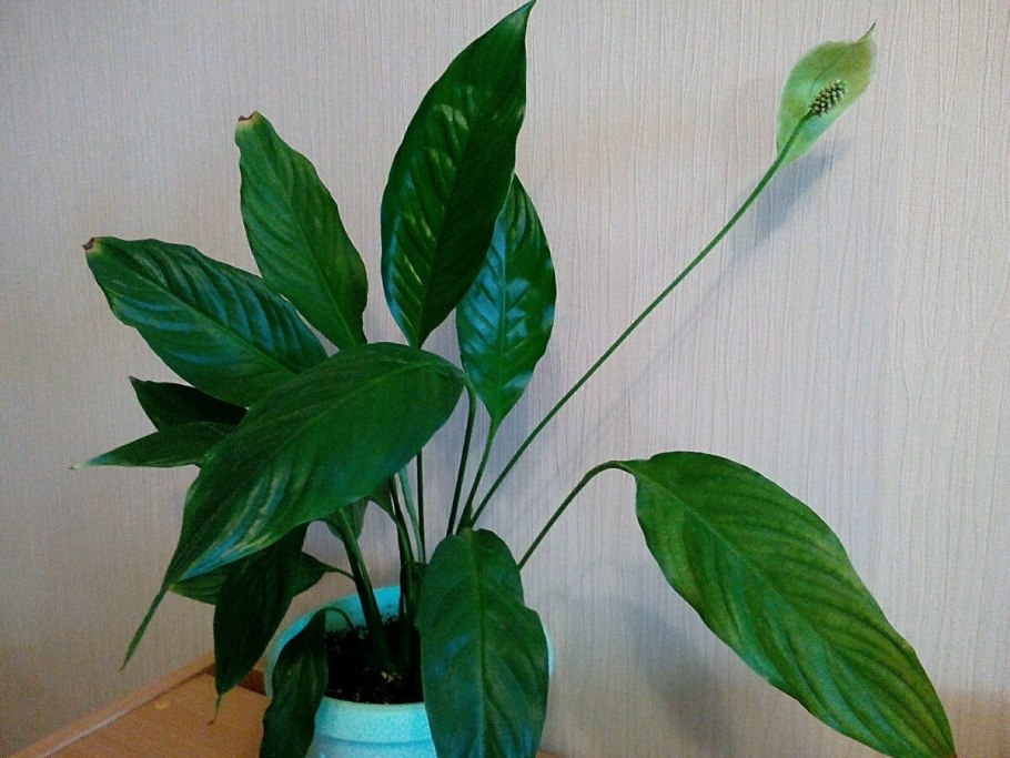 Схема ухаживания за цветами