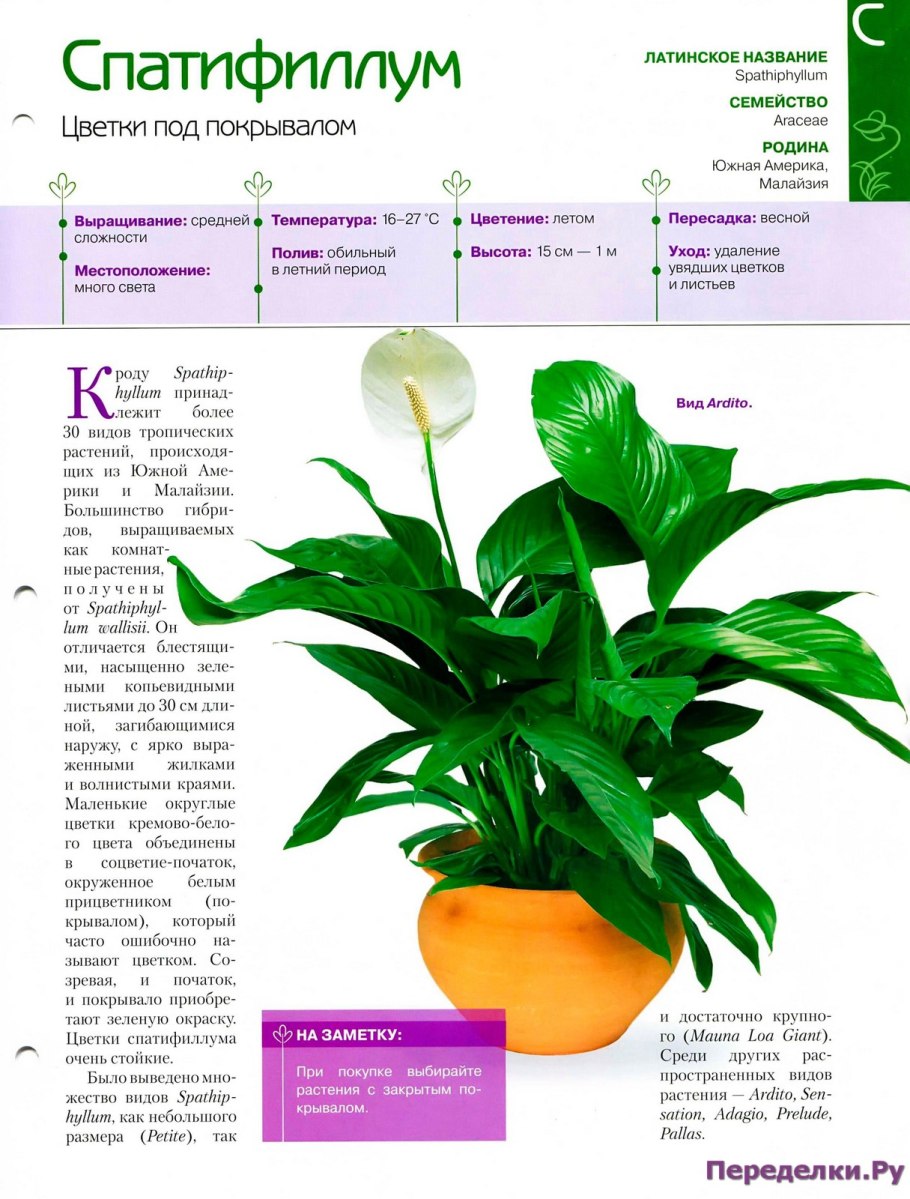 Калатея спатифиллум