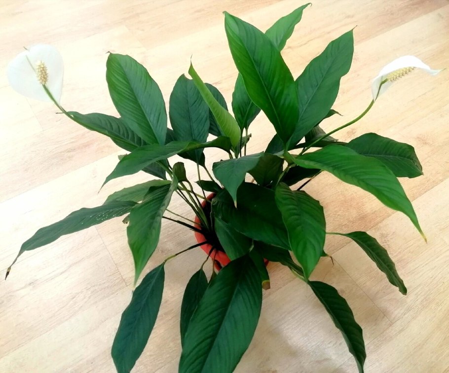 Спатифиллум Альба