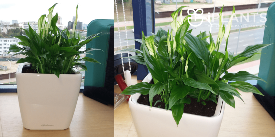 Спатифиллум отцветает