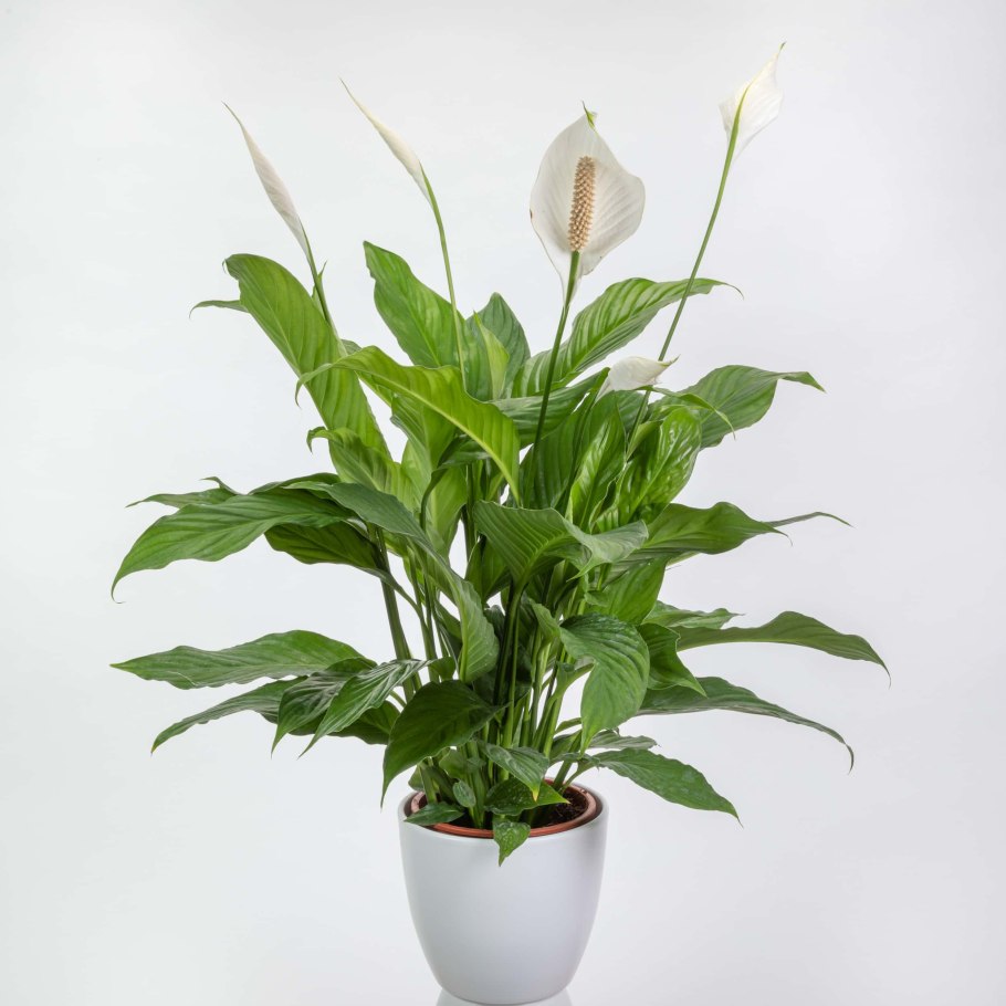 Спатифиллум (Spathiphyllum)
