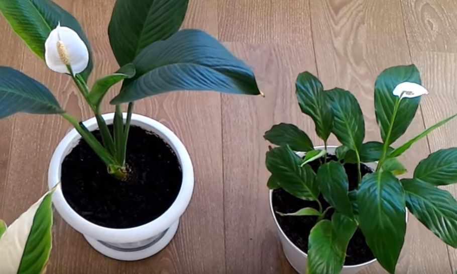 Спатифиллум в кашпо