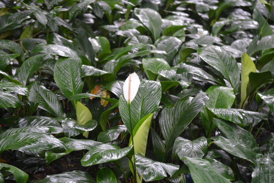 Спатифиллум Королевский