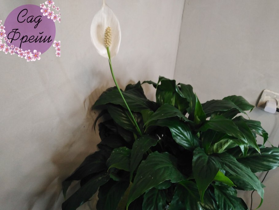 Спатифиллум цветок