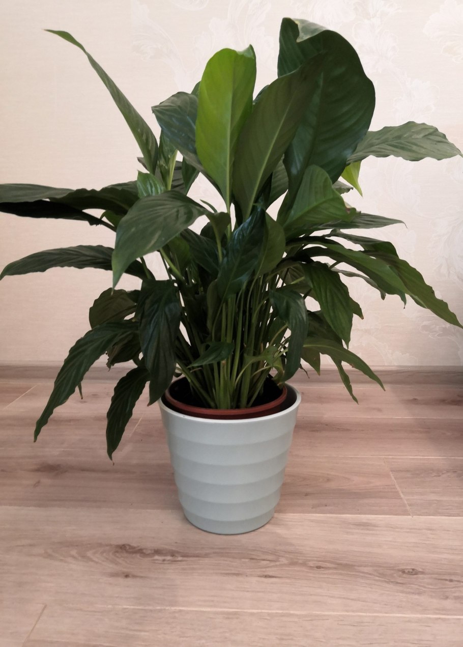 Спатифиллум Уэллса