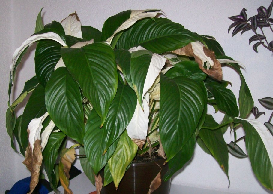 Белокрыльник спатифиллум