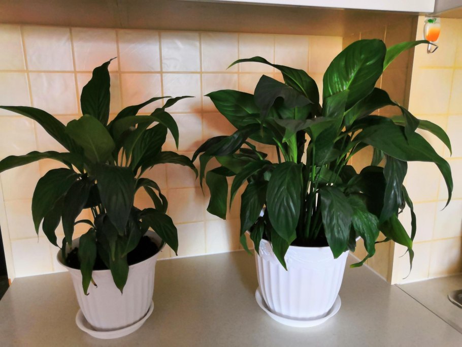 Хлорофитум спатифиллум