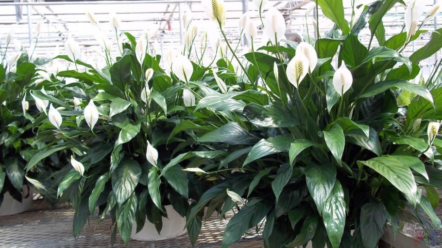 Спатифиллум горшки какие выбрать