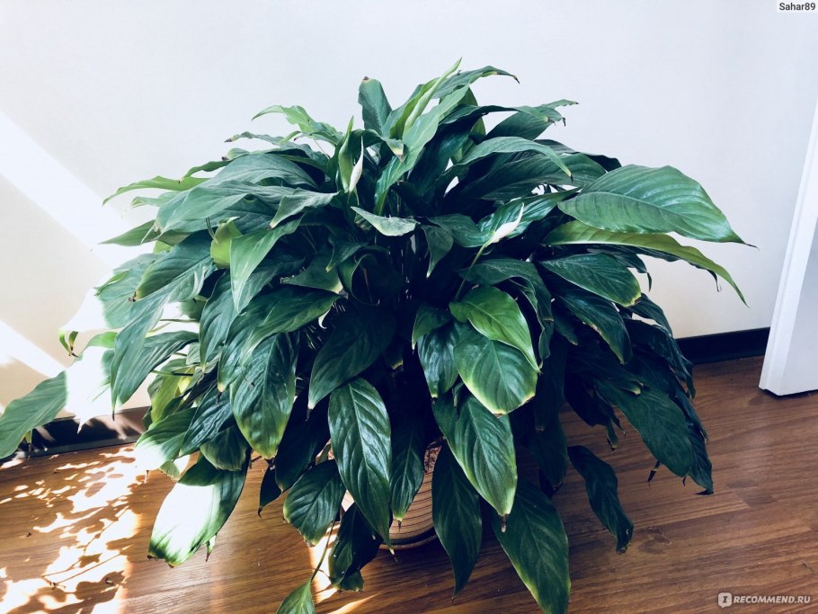 Спатифиллум Штраус