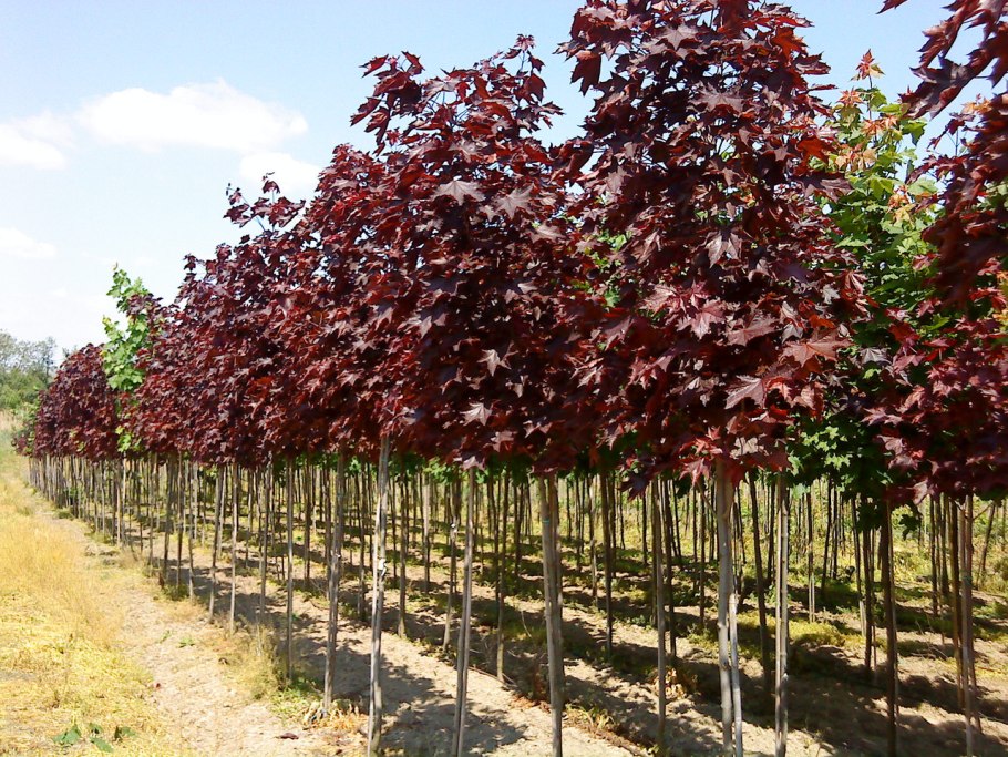 Клен Acer palmatum Atropurpureum