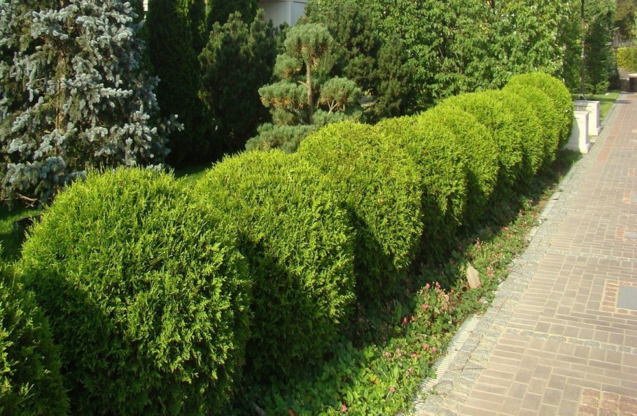 Buxus sempervirens изгородь