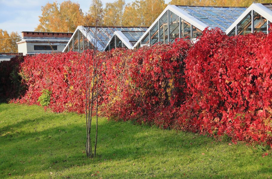 Клен palmatum Bloodgood