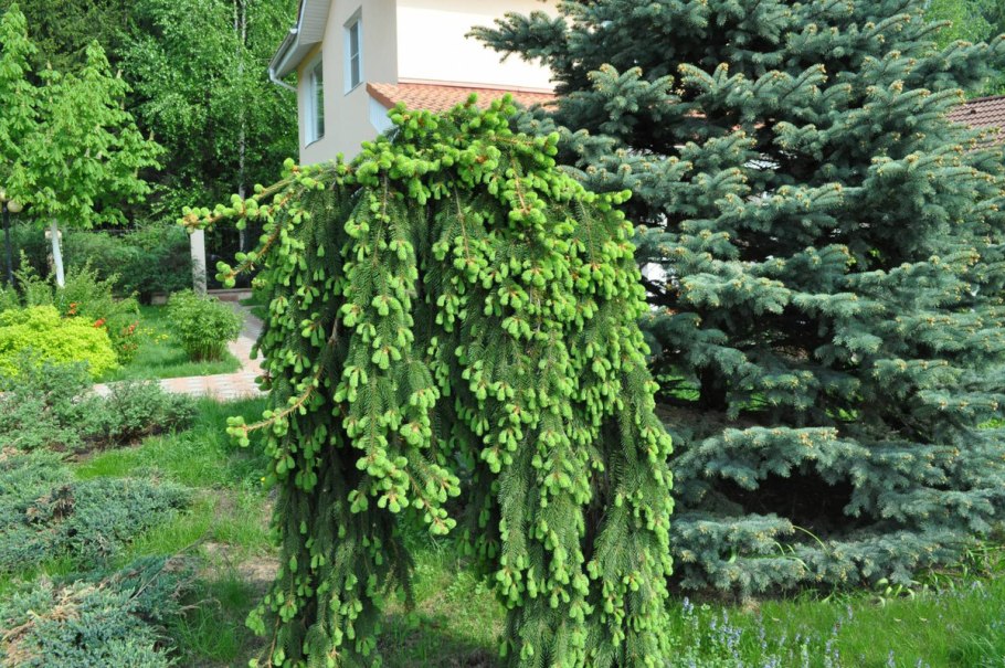 Туя Западная Даника и Смарагд