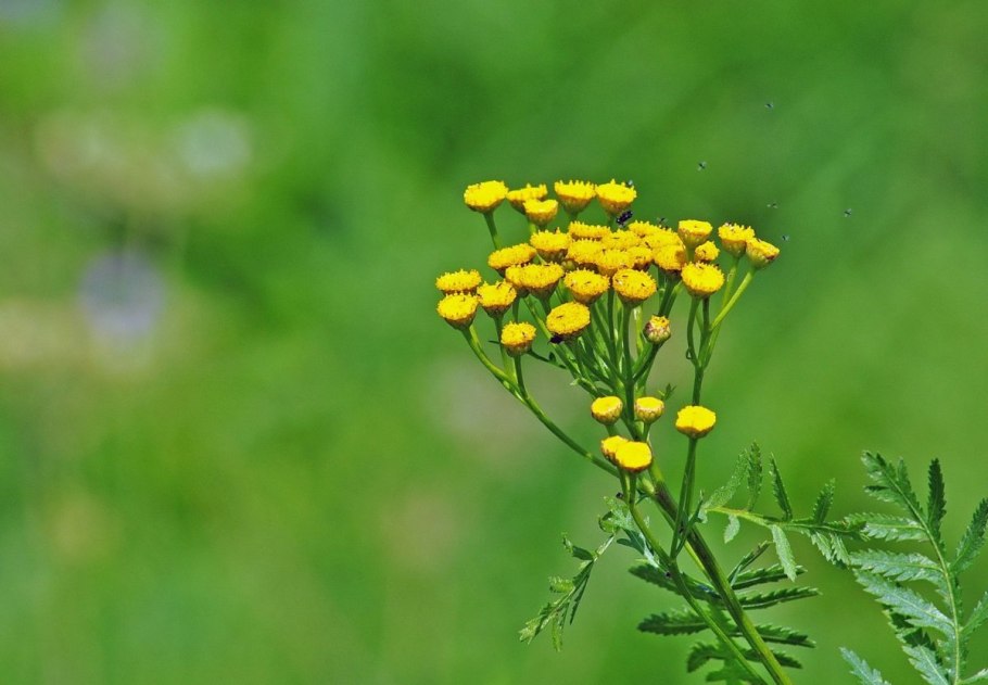 Пижма обыкновенная Фармакогнозия