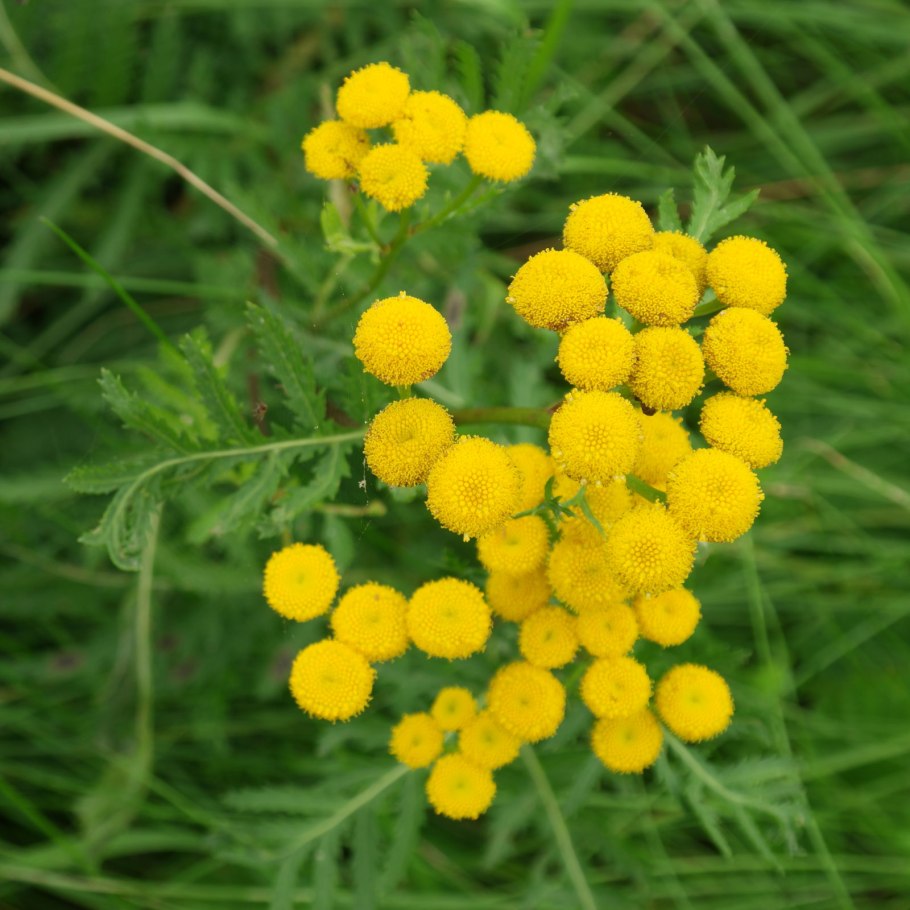 Пижма обыкновенная (Tanacetum vulgare)