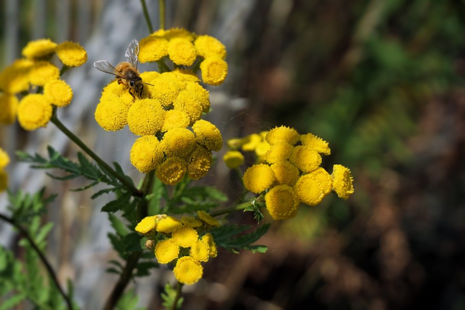 Пижма обыкновенная (Tanacetum vulgare)