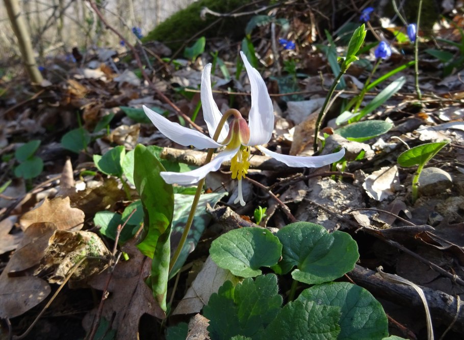 Erythronium caucasicum