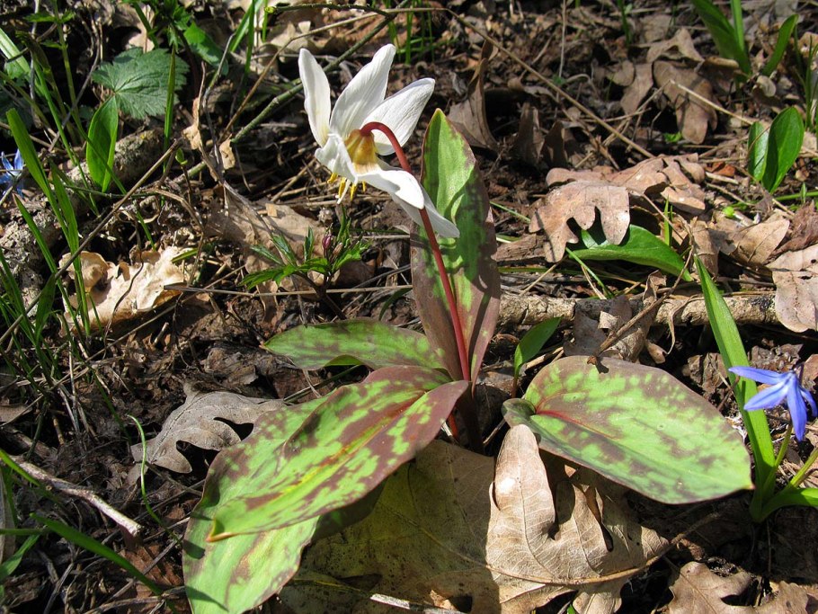 Кандык кавказский caucasicum