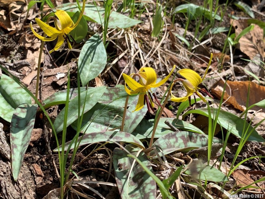 Кандык Сибирский ( Erythronium sibiricum).