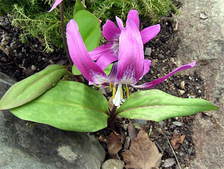 Кандык Европейский