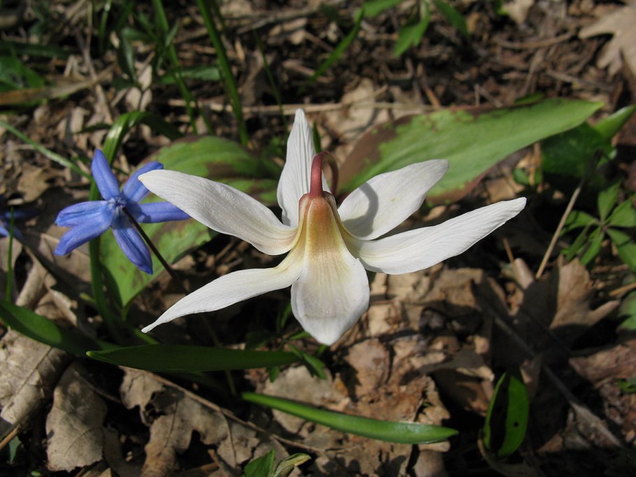 Кандык в Ленобласти