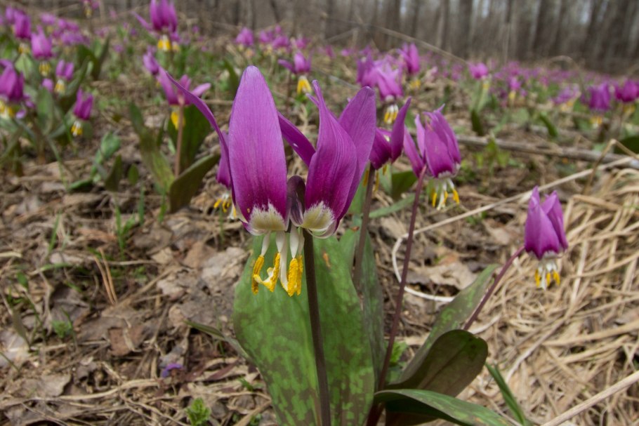 Кандык Сибирский размножение