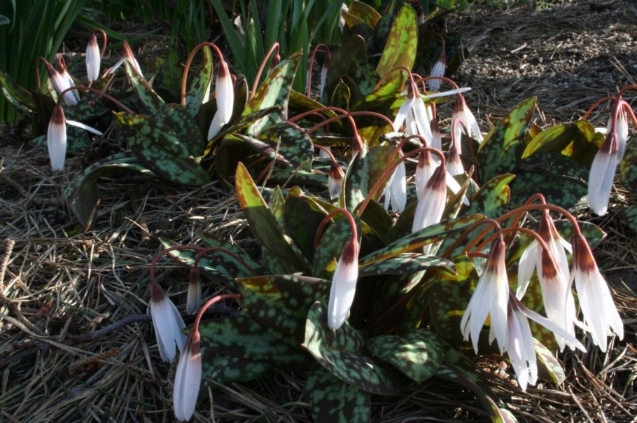 Кандык цветок желтый