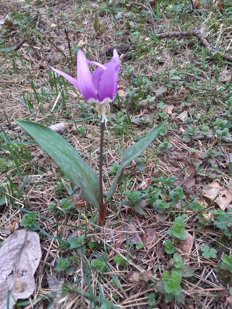 Кандык Сибирский подснежники