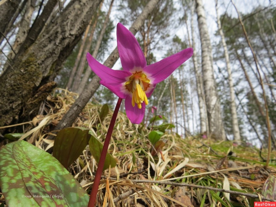 Софья Кандык