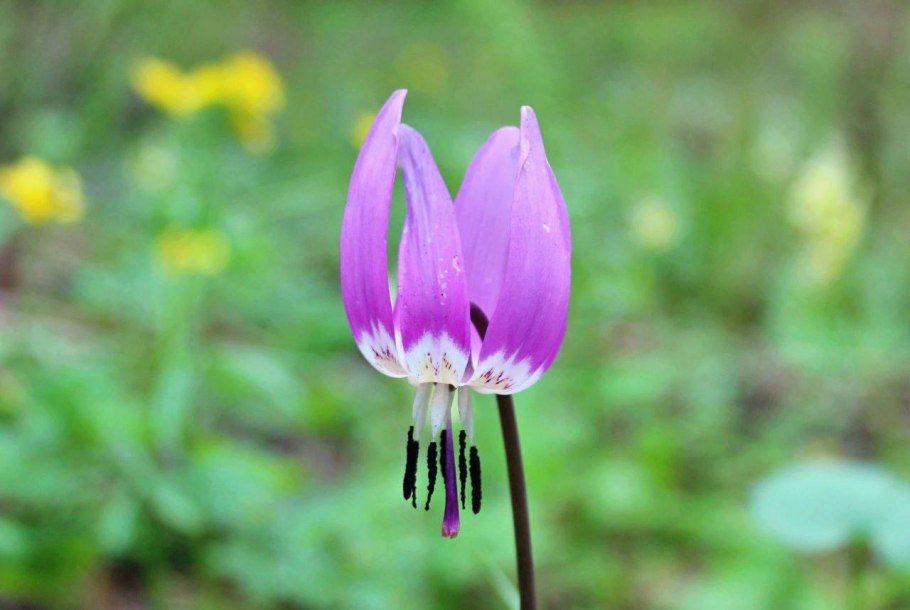 Эритрониум, или Кандык (Erythronium) сем. Лилейные растение цветок
