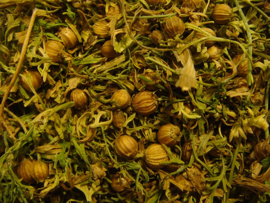 Плоды кориандра посевного