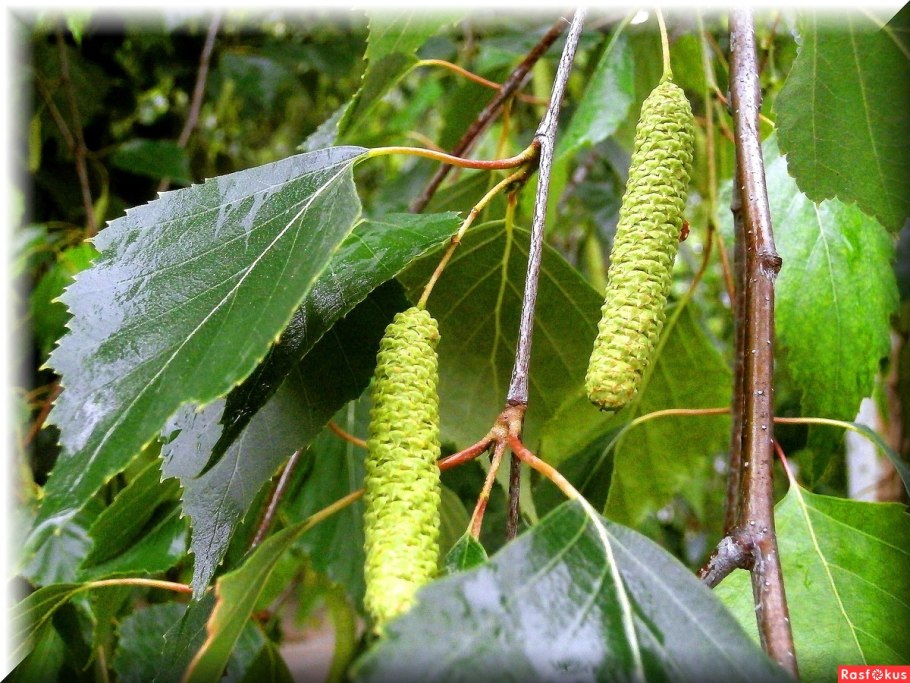 Черемуха, Ива, ольха.