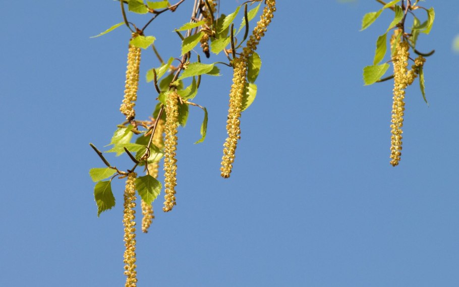 Береза повислая цветение