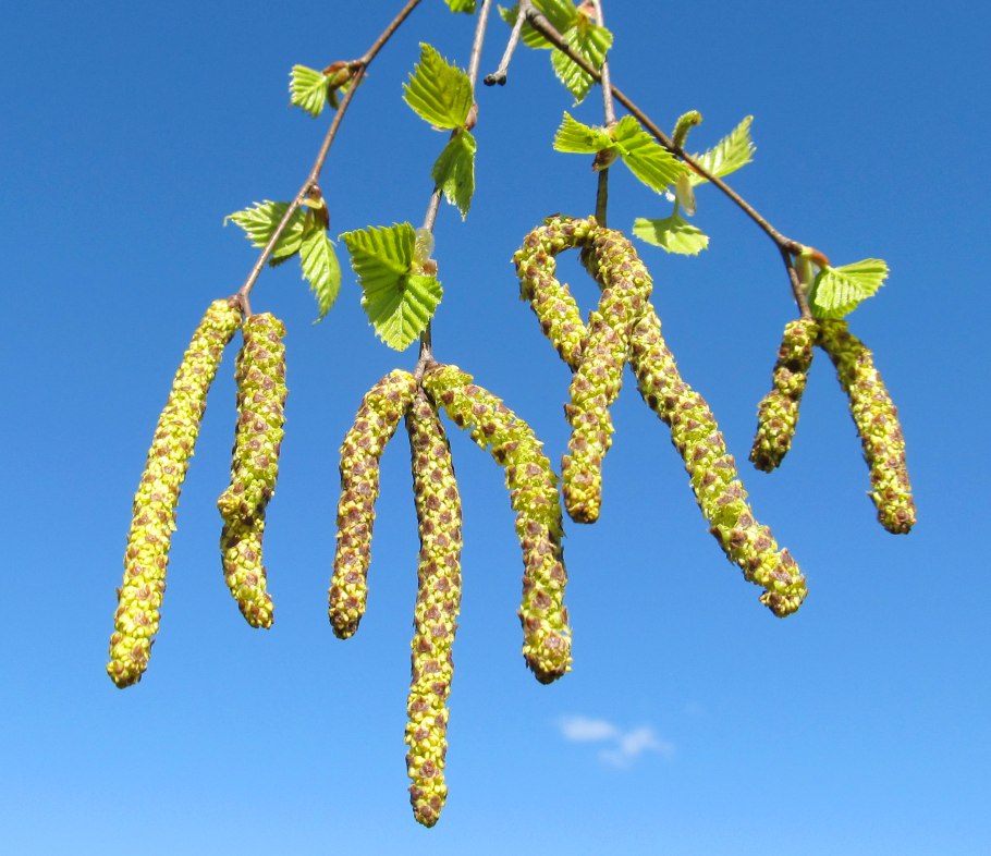 Листья березы с сережками