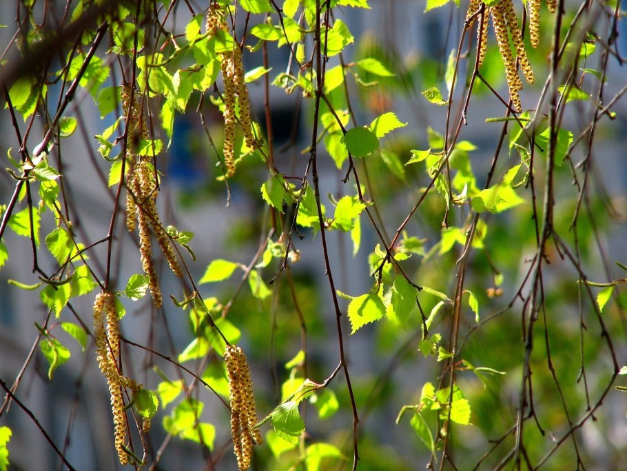 Береза повислая Ботаническая иллюстрация