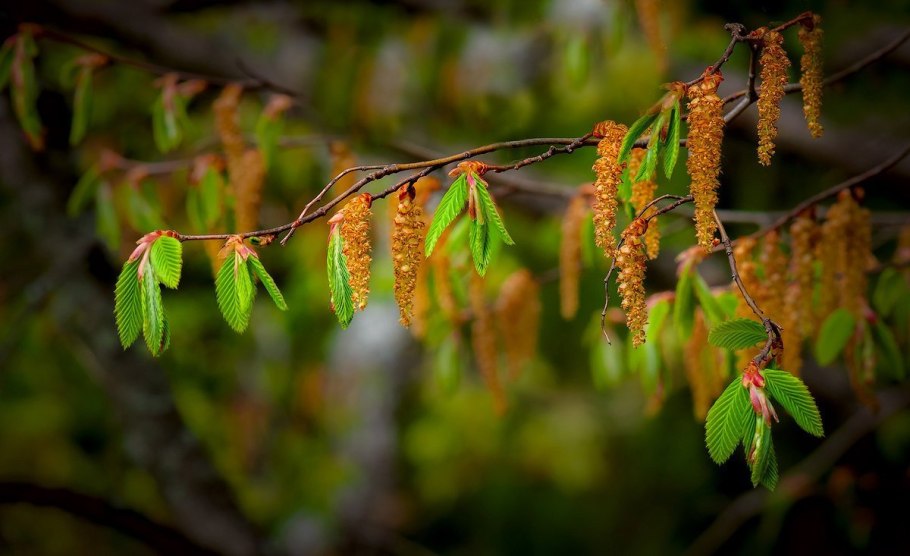 Березовые бруньки