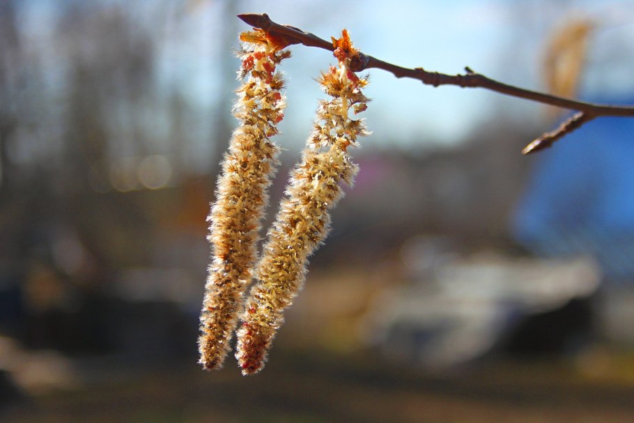 Береза повислая цветение