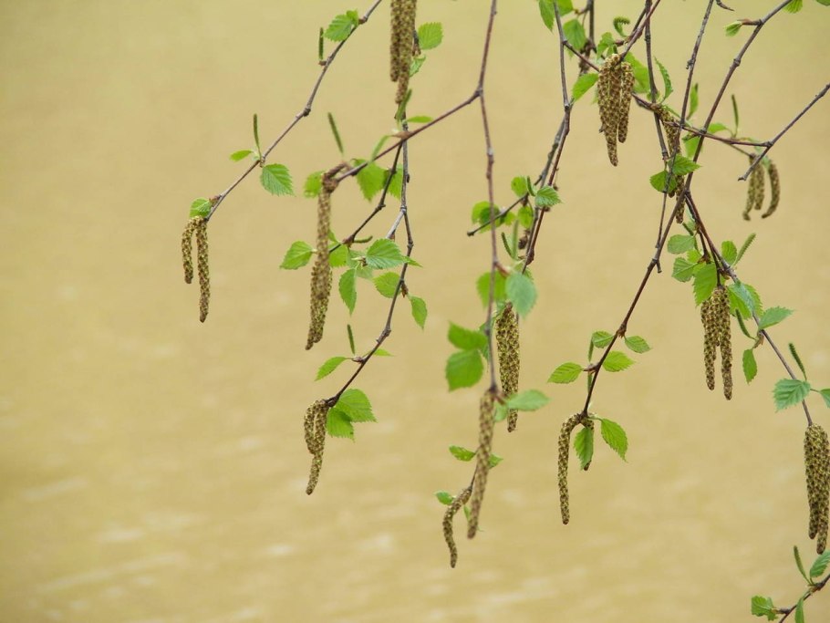 Женские березовые сережки
