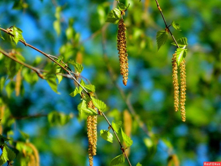 Весна сережки ольхи