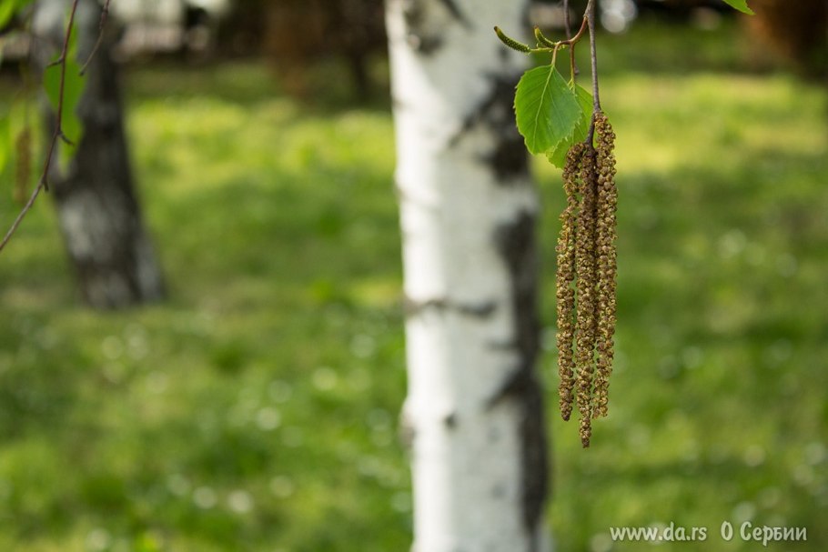 Семена ивы тополя осины