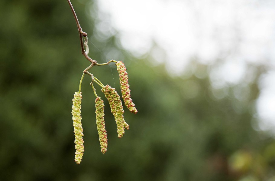 Березовые бруньки