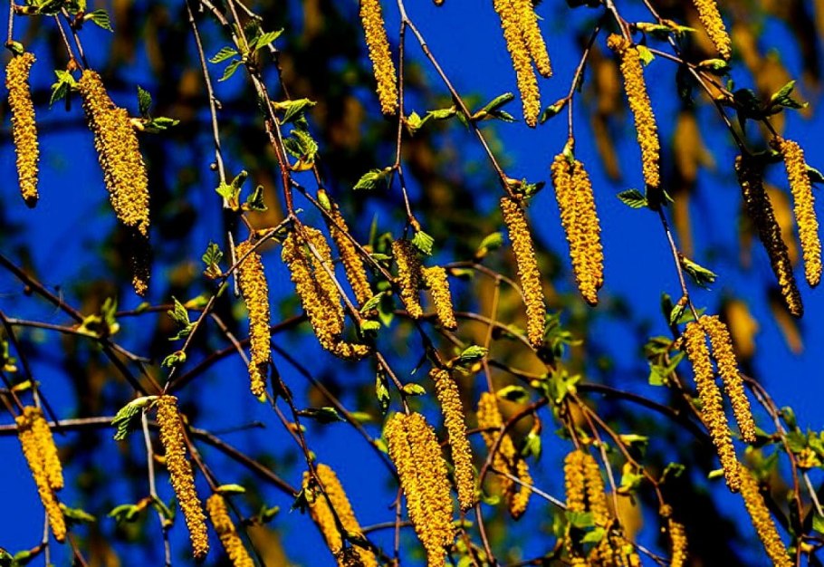 Черемуха Максимовича дерево