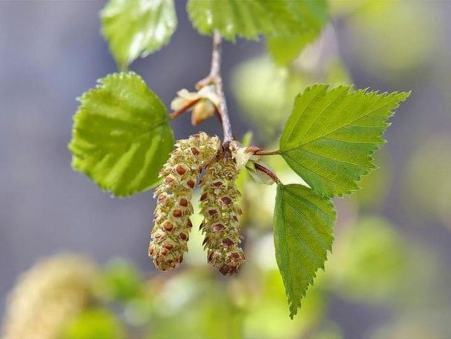 Береза пушистая Betula pubescens цветение