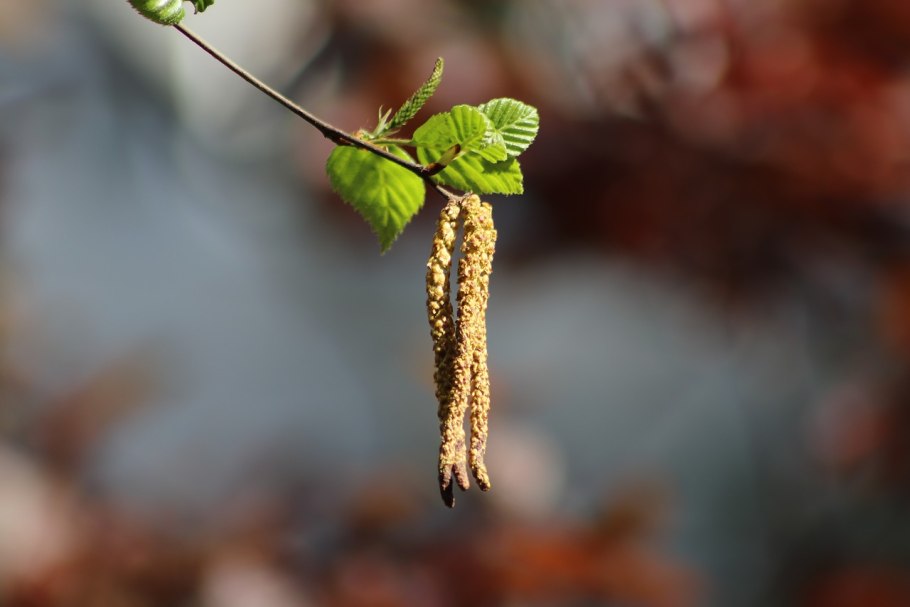 Соцветие ольхи
